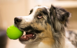 Dog greenball lookingup sharpfocus realistic - sharp focus free wallpaper