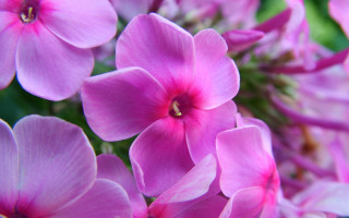 Pink flower hydrangea leaf macro - a close up of a bunch free wallpaper