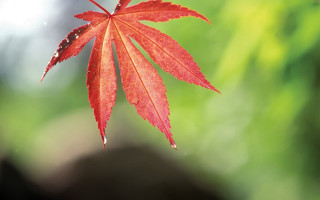 Red leaf water droplets autumn - water droplet free wallpaper