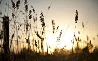Field sunset clouds jet silhouette - tall grass free wallpaper