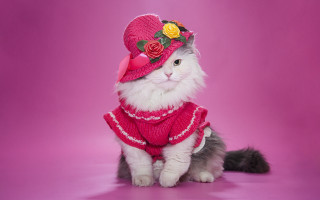 Cat pink hat rose sweater - rose free wallpaper