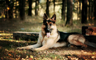 German shepherd lying grass woods - tongue free wallpaper