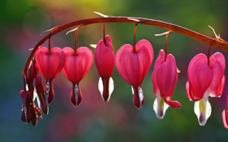 Flowers branch leaves heart macro - a branch free wallpaper