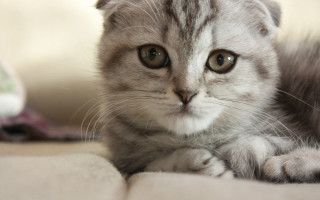Sad cat laying on bed - a sad look free wallpaper