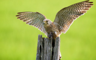 Owl wings spread wooden post - a flemish baroque free wallpaper