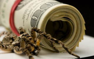 Spider crawling dollar bill money - institutional free wallpaper