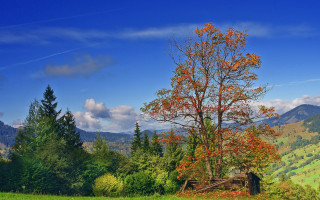 Tree field mountains clouds autumn - a tree in a field free wallpaper