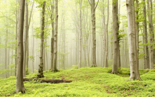 Forest bench fog light rays - lot of trees and grass free wallpaper