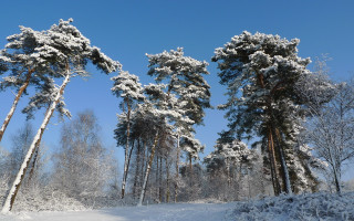 Snow covered forest winter blue - boetius adamsz bolswert free wallpaper