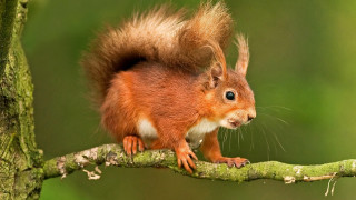 Red squirrel branch tail up - background free wallpaper