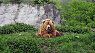Brown bear lush green hillside - a brown bear free wallpaper