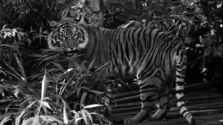 Tiger forest monochrome sharp teeth - a tiger free wallpaper
