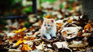 Kitten leaves woods autumn blurry - a small kitten free wallpaper