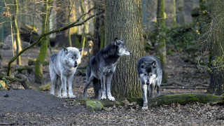 Three wolves forest tree log - a tree trunk free wallpaper