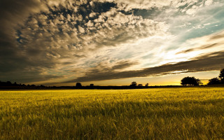 Grass sky clouds trees landscape - the distance free wallpaper