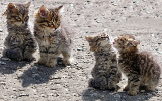 Kittens dirt field sunny cute - bálint kiss free wallpaper