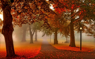 Foggy park bench trees autumn - the foggy day free wallpaper