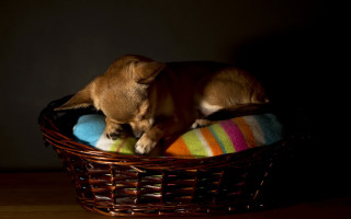Dog basket blanket table black - a basket free wallpaper