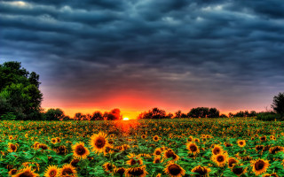 Sunflower field cloudy sunset mountain - a dark cloud free wallpaper