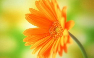Flower sunset gradient blurry background - a blurry background behind free wallpaper
