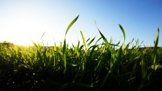 Grass sky clouds nature plant 2 - the sun free wallpaper