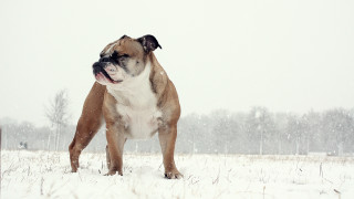 Dog snowfall tiltshift trees openmouth - tongue free wallpaper