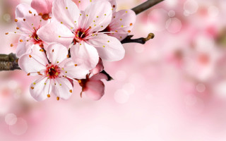 Pink flower blurry background closeup - this image free wallpaper