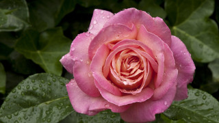 Pink rose water droplets macro 22 - rose free wallpaper