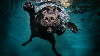 Dog swimming water paws up - his paw free wallpaper