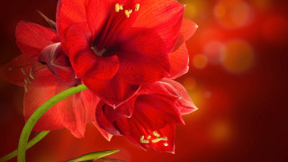 Red flower green stem photorealism - a red flower free wallpaper