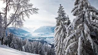 Snow mountain trees valley winter - the ground and mountains free wallpaper