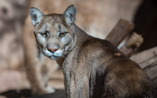 Mountain lion closeup tree background - the background behind free wallpaper