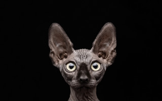 Hairless cat big eyes black - big free wallpaper for desktop