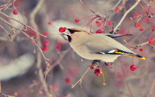 Bird branch berries macro art - corneille free wallpaper