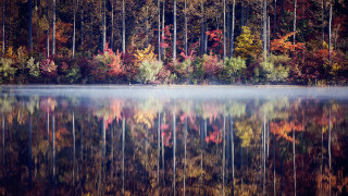 Autumn lake reflections foggy sky - a row of trees free wallpaper