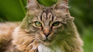 Cat green eyes in grass - serious free wallpaper for desktop