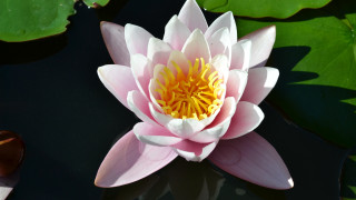 Pink flower lily pond yellow - a pond of water lilies free wallpaper