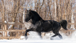 Black horse snow fence trees - a black horse free wallpaper