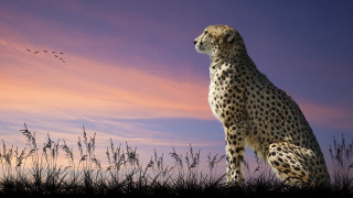 Cheetah grass bird sunset rayonism - the grass free wallpaper