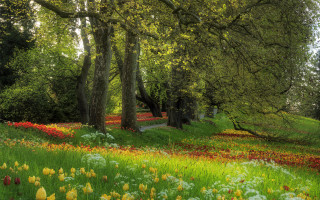 Flower field forest path bench - a bench in the middle free wallpaper