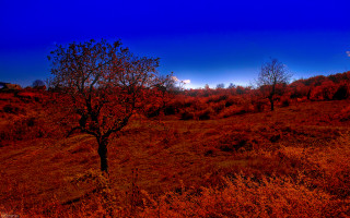 Autumn leaves bare tree sky - bela čikoš sesija free wallpaper