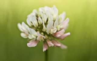 Lily lotus white flower macro - the background and a blurry background free wallpaper