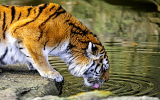 Tiger drinking water pond rocks - a pond free wallpaper