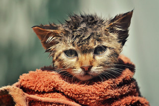 Kitten towel sad eyes florianne - its neck free wallpaper