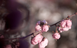 Pink flowers blurry tree branch - a branch free wallpaper