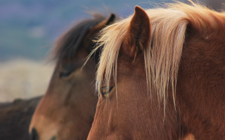 Horses blonde maned field tonalism - a long mane free wallpaper