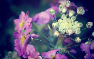 Closeup flowers bokeh macro lily - pincushion len free wallpaper