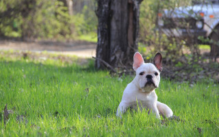 Small white dog grass tree - a sunny day free wallpaper