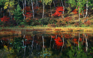 Autumn lake forest cityscape bridge - choi buk free wallpaper