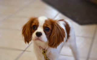 Small brown white dog tile - photorealism free wallpaper